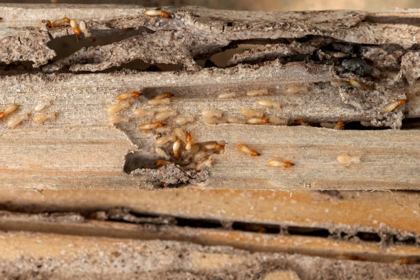 Best Pest Control Treatment  in Mcguire Af, NJ