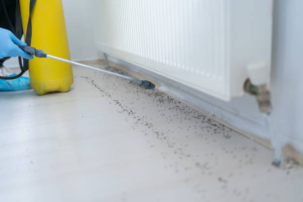 Best Local Pest Control Services  in Mcguire Af, NJ